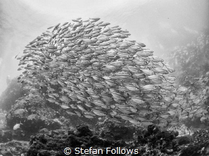 Slave To The Rhythm. Oxeye Scad - Selar boops. Sail Rock,... by Stefan Follows 
